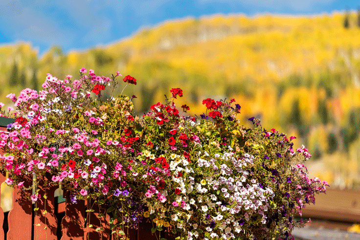 autumn fall foliage and ski resort town hotel building exterior wooden balcony in Swiss architecture closeup of calibrachoa flowers